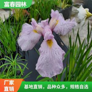 出售 花菖蒲 湿林水池边园林工程苗 绿化花卉 水质治理浮岛材料