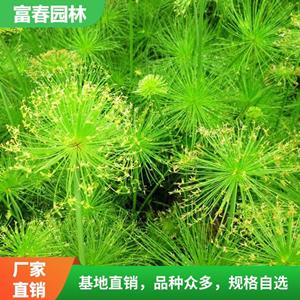 苗圃出售 细叶莎草 庭院园林造景植物 道路绿化苗