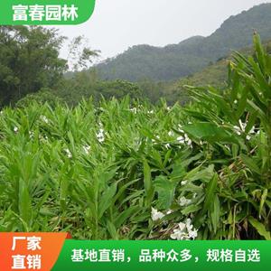 苗圃出售 姜花 池塘河道造景植物 道路绿化苗 花坛花镜镶边配植