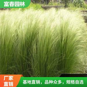 细叶针茅 园林岩石配植 花坛花镜装饰材料 别墅庭院绿化工程苗