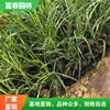 出售拂子茅 固定泥沙保护河岸材料 花坛花镜园林绿化配植常用草