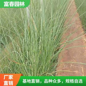 水生植物细叶芒 庭院绿化工程苗 基地种植 花镜切花材料