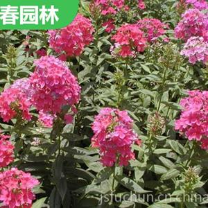 宿根福禄考 城市花坛绿化工程花卉 色彩鲜艳 观赏性高 易成活