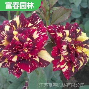 球状月 季花 流星雨 新品种 创意花卉 大花月季 花坛花镜造景苗