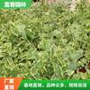 供应攀援植物-花叶常春藤 墙架膨体绿化树 花镜配植