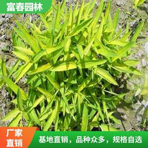 矮竹子 菲黄竹地被竹地被植物盆栽庭院绿化植物 盆景竹