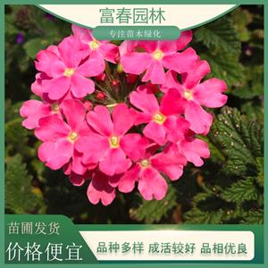 基地供应美女樱 庭院绿植 楼盘小区公园花海花带花镜绿化工程苗