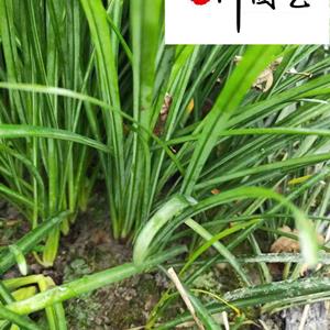供應优质球根花卉石蒜 价格实惠 彼岸花曼珠沙华批发价 多年生盆栽地栽