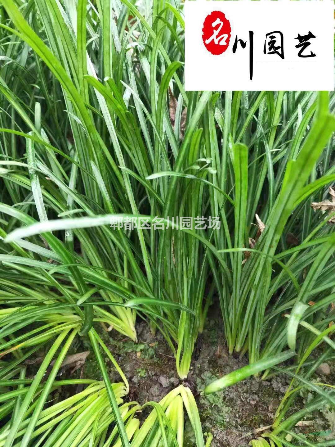 供应优质球根花卉石蒜 价格实惠 彼岸花曼珠沙华批发价 多年生盆栽地栽