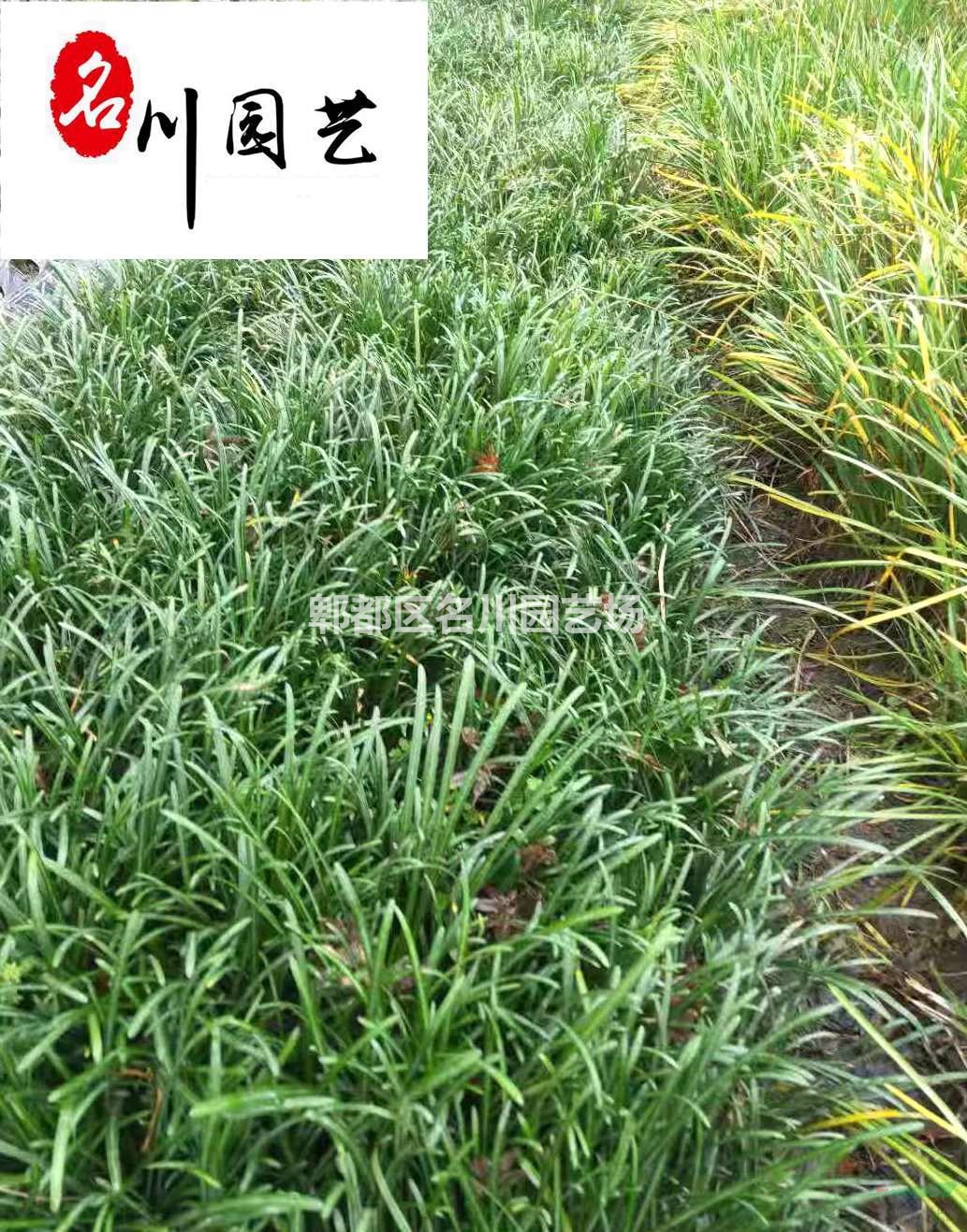 供应优质球根花卉石蒜 价格实惠 彼岸花曼珠沙华批发价 多年生盆栽地栽