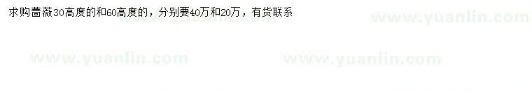 求购高30、60公分蔷薇