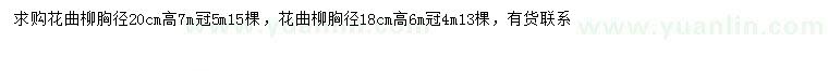求购胸径18、20cm花曲柳