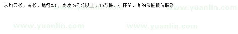 求购地径0.5公分云杉、冷杉