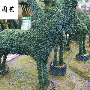 供应多种精品小叶女贞造型桩景-成都盆景编制基地-小叶女贞造型景观树批发