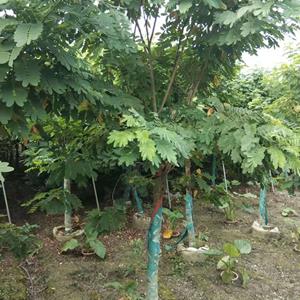 四川 成都黄花槐批发 基地  批发8-10公分、10-12公分黄花槐树  黄花槐袋苗常年批发