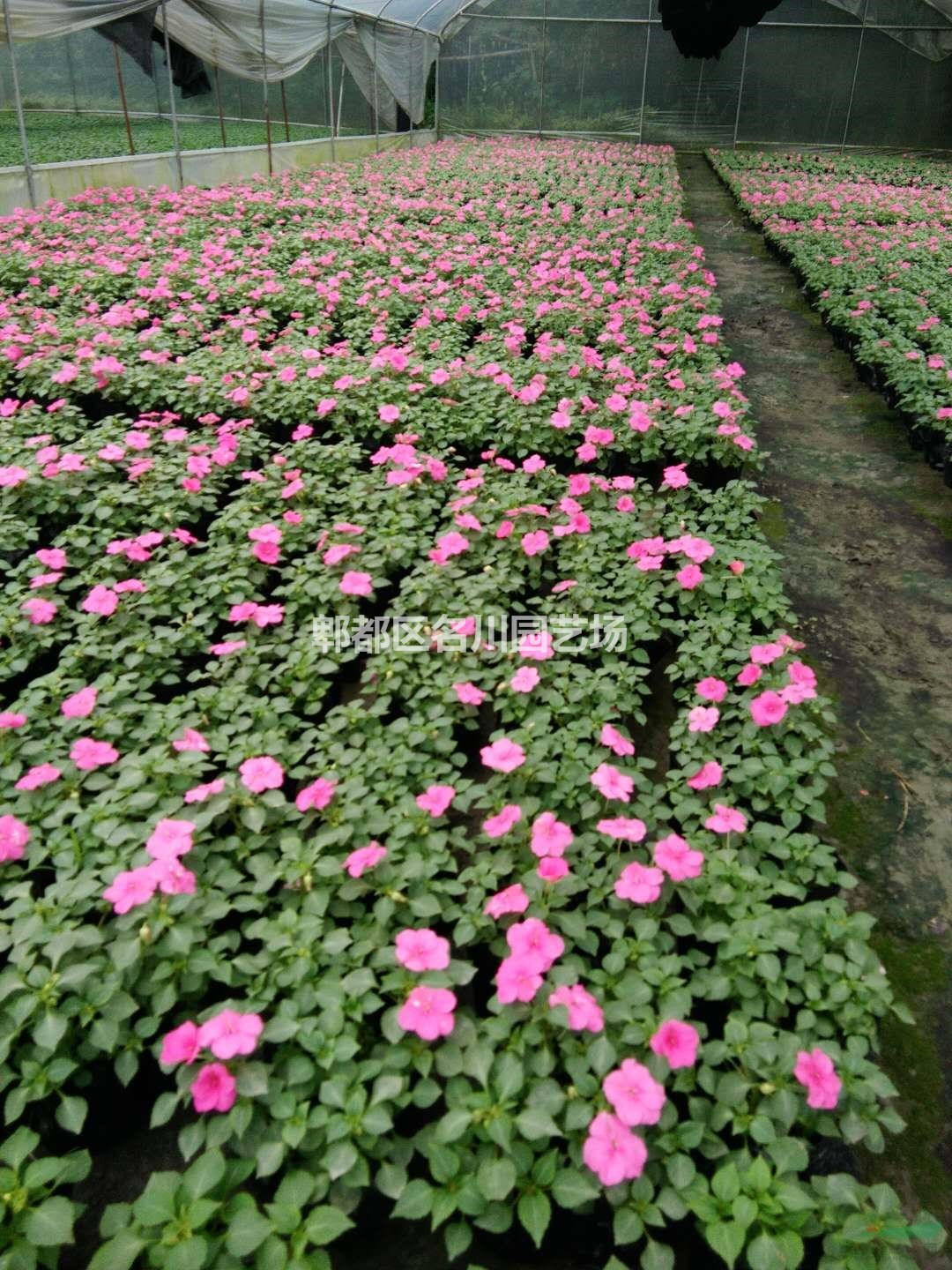  四川鳳仙花基地直供 非洲鳳仙哪里有卖 花镜花海布置 家庭园艺花卉盆栽