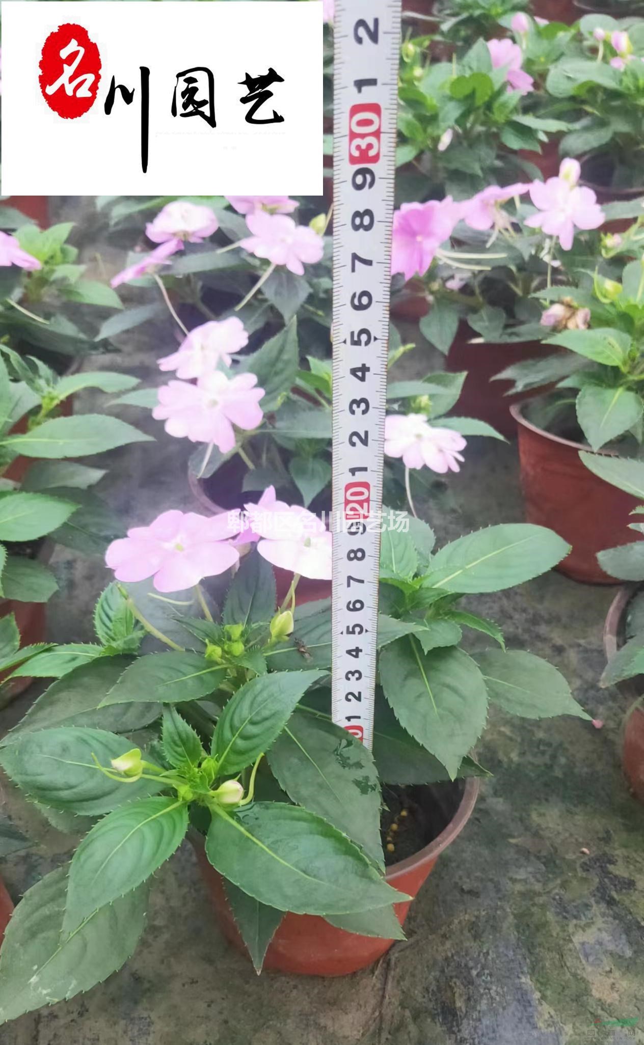  四川鳳仙花基地直供 非洲鳳仙哪里有卖 花镜花海布置 家庭园艺花卉盆栽
