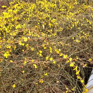 沭阳供应迎春花 金腰带 落叶灌木庭院小区景点绿化 观花型植物