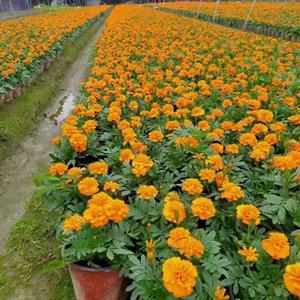 成都孔雀草批发基地  万寿菊大杯批发价格  四川万寿菊种植基地