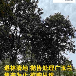  广玉兰大量批发 广玉兰报价 成都郫县广玉兰基地 成都名川园艺场