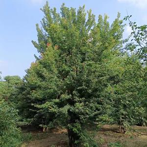 丛生三角枫  丛生三角枫基地  丛生三角枫价格  丛生三角枫批发基地 丛生三角枫河南基地