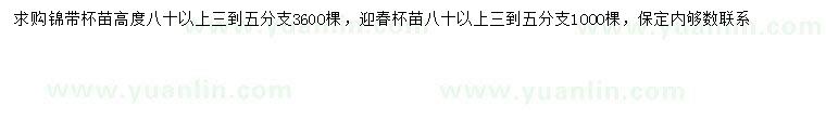 求购高80公分以上锦带、迎春