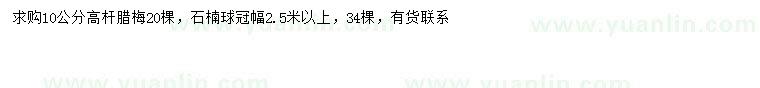 求购10公分高杆腊梅、冠幅2.5米以上石楠球