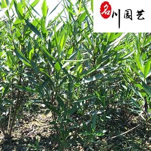 夹竹桃产地批发价 常绿灌木 四川夹竹桃基地 夹竹桃价格 工程园林绿化