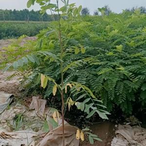 陕西优质紫穗槐供应-西安紫穗槐2年生小苗