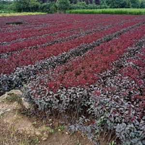 陕西紫叶矮樱-西安紫叶矮樱批发基地