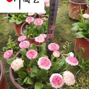 四川雏菊基地 雏菊价格行情 供应雏菊绿化工程苗 雏菊花卉租摆批发