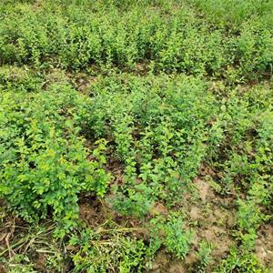 榔榆小苗庭院绿化、榔榆小苗南北方植物、造型优美行道树