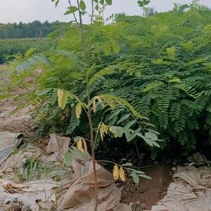 陕西紫穗槐种植基地-西安紫穗槐批发直销