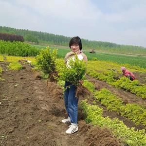 现货供应金叶女贞 株高40公分50公分60公分，植株粗壮，分叉多，