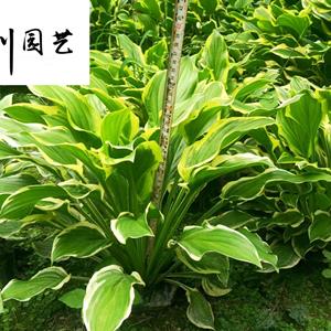 花叶玉簪降价处理 成都花叶玉簪花卉种植基地 花叶玉簪苗圃批发价 