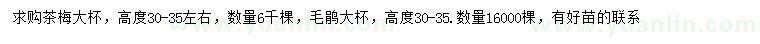 求购高30-35公分茶梅、毛鹃