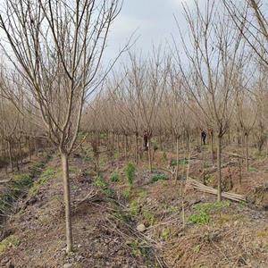 美丽的樱花批发基地 樱花苗圃大量的出售樱花树 樱花工程苗绿化苗