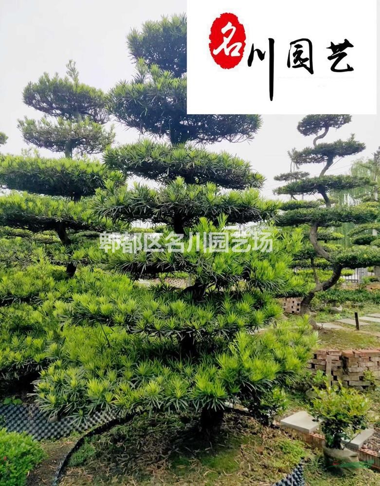 供应精品造型羅漢松 成都造型绿化苗木批发 羅漢松盆景自产自销