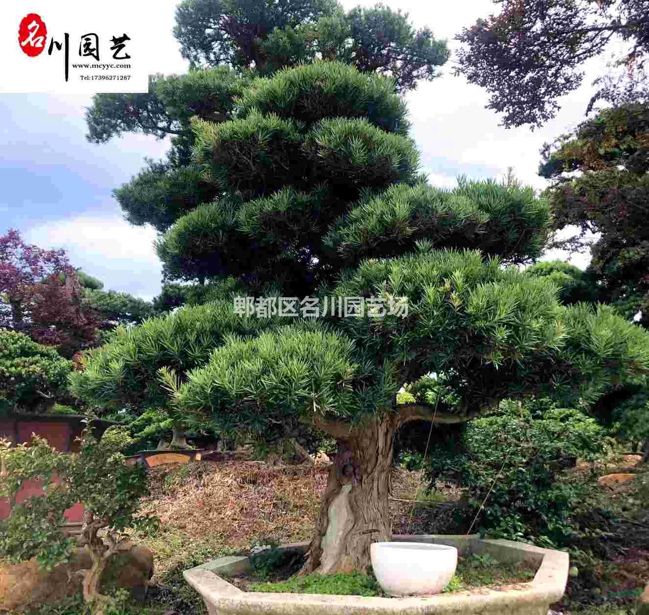 供应精品造型羅漢松 成都造型绿化苗木批发 羅漢松盆景自产自销