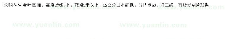 求购冠幅5米以上丛生金叶国槐、12公分日本红枫