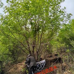 河北垂柳大量有售数量不多