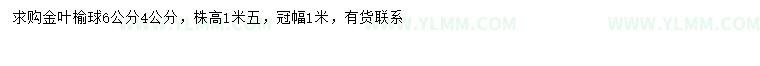 求购4、6公分金叶榆球