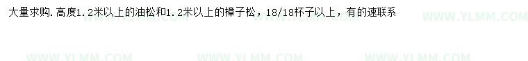 求购高1.2米以上油松、樟子松