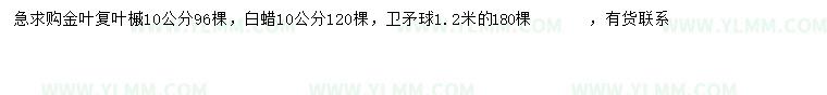 求购金叶复叶槭、白蜡、卫矛球