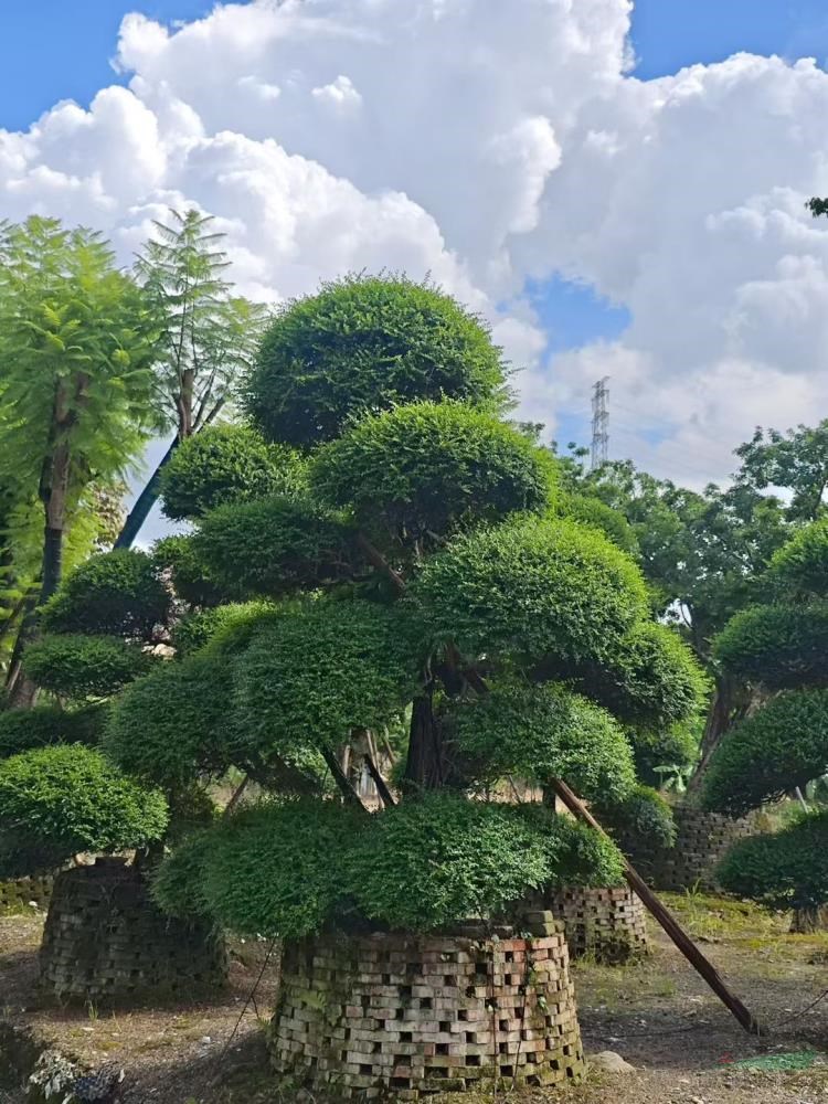 造型冬青