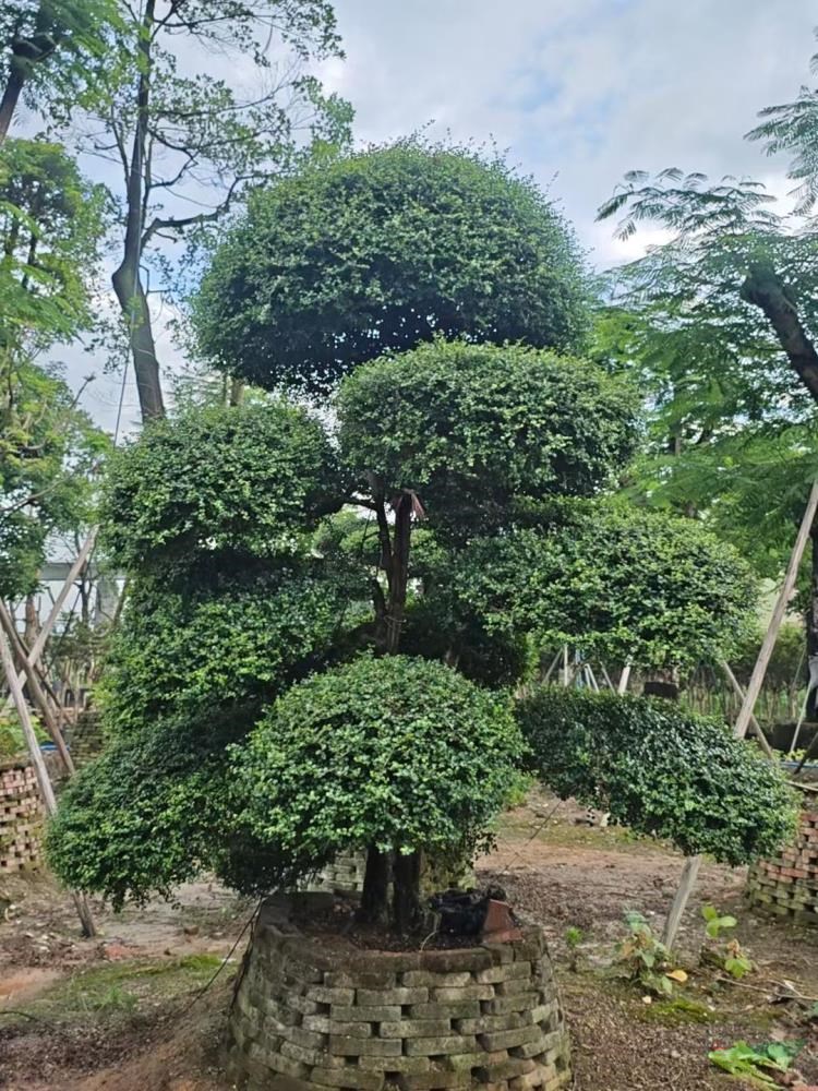 造型冬青
