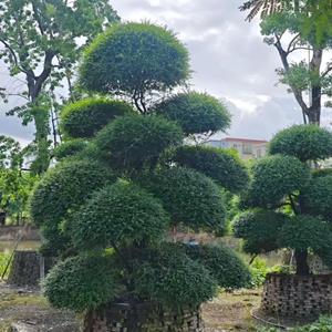 造型冬青