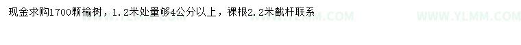 求购1.2米量4公分以上榆树