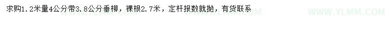 求购1.2米量3.8、4公分垂柳