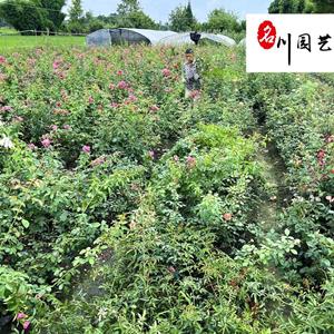 供应蔷薇杯苗 蔷薇藤本攀援植物批发 50-200公分蔷薇杯苗价格